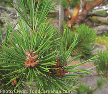 Load image into Gallery viewer, Shore Pine