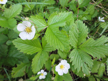 Load image into Gallery viewer, Woodland Stawberry