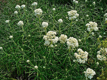 Load image into Gallery viewer, Pearly Everlasting