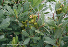 Load image into Gallery viewer, Sweet Gale