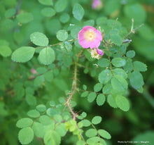 Load image into Gallery viewer, Baldhip Rose