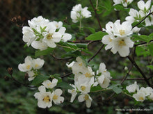 Load image into Gallery viewer, Mock Orange