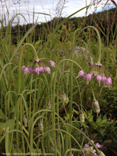 Load image into Gallery viewer, Nodding Onion