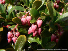 Load image into Gallery viewer, Kinnikinnick