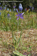 Load image into Gallery viewer, Common Camas