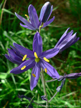 Load image into Gallery viewer, Common Camas