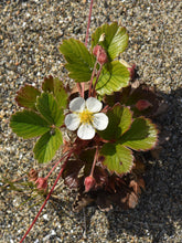 Load image into Gallery viewer, Coastal Strawberry