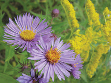 Load image into Gallery viewer, Douglas Aster