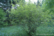 Load image into Gallery viewer, Douglas Maple