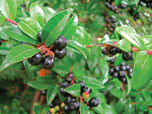 Load image into Gallery viewer, Evergreen Huckleberry