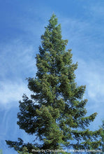 Load image into Gallery viewer, Grand Fir
