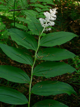 Load image into Gallery viewer, False Solomon's Seal