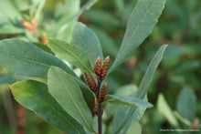 Load image into Gallery viewer, Sweet Gale