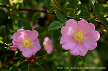 Load image into Gallery viewer, Nootka Rose