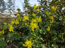 Load image into Gallery viewer, Tall Oregon Grape