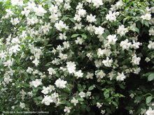 Load image into Gallery viewer, Mock Orange