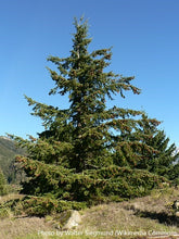 Load image into Gallery viewer, Douglas Fir