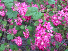 Load image into Gallery viewer, Red-flowering Currant