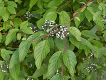 Load image into Gallery viewer, Red-osier Dogwood