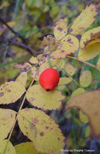 Load image into Gallery viewer, Baldhip Rose