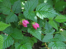 Load image into Gallery viewer, Salmonberry
