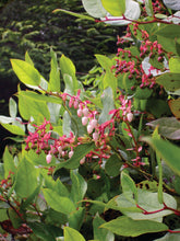 Load image into Gallery viewer, Salal