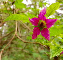 Load image into Gallery viewer, Salmonberry