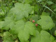 Load image into Gallery viewer, Thimbleberry
