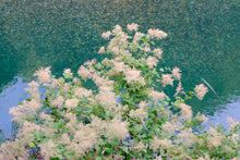 Load image into Gallery viewer, Oceanspray