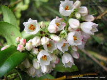 Load image into Gallery viewer, Black Huckleberry