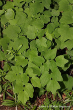 Load image into Gallery viewer, Inside-out Flower