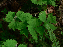 Load image into Gallery viewer, Vanilla Leaf