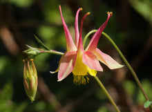 Load image into Gallery viewer, Western Red Columbine