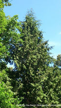 Load image into Gallery viewer, Western Hemlock