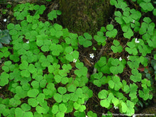 Load image into Gallery viewer, Wood Sorrel