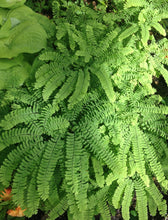 Load image into Gallery viewer, Maidenhair Fern
