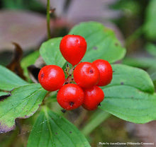 Load image into Gallery viewer, Bunchberry