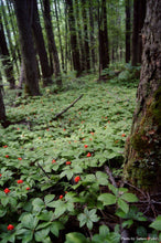 Load image into Gallery viewer, Bunchberry