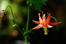 Load image into Gallery viewer, Western Red Columbine