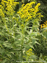 Load image into Gallery viewer, Goldenrod