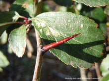 Load image into Gallery viewer, Black Hawthorne