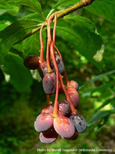 Load image into Gallery viewer, Osoberry