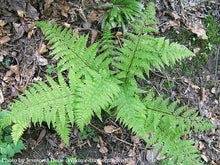 Load image into Gallery viewer, Lady Fern