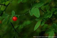 Load image into Gallery viewer, Red Huckleberry