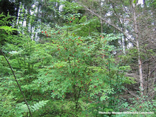 Load image into Gallery viewer, Red Huckleberry