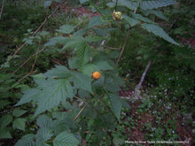Load image into Gallery viewer, Salmonberry