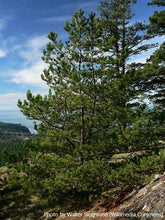 Load image into Gallery viewer, Shore Pine