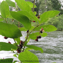 Load image into Gallery viewer, Black Twinberry