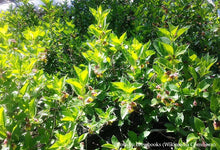 Load image into Gallery viewer, Black Twinberry