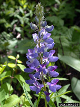 Load image into Gallery viewer, Bigleaf Lupine
